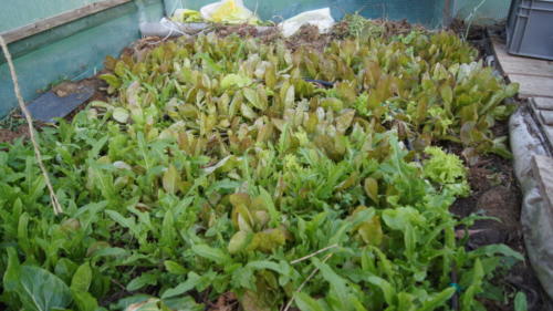 Mélange de salades en semis naturels pour manger et repiquer